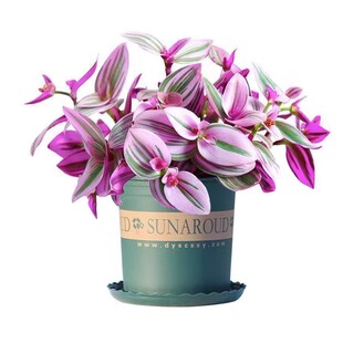 油画吊兰油画婚礼吊兰小苗专用花盆水培绿植精品进口油画吊兰大苗