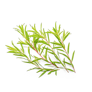 新鲜黄金柳芽50支嫩芽摆盘花草蛋糕装饰酒店日料刺身拼盘点缀造景