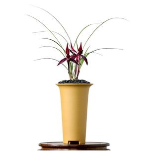 正品色花老种春兰板桥遗墨高端四季建兰小国魂市长红带花浓香好养