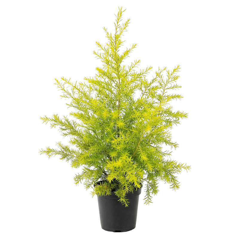 黄金香柳树苗花镜植物庭院花园多