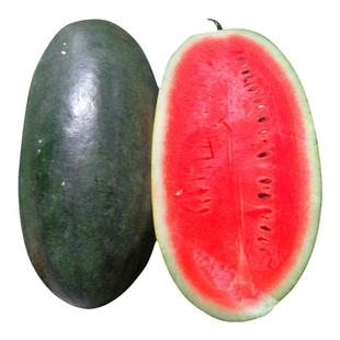 黑美人西瓜种子大果黑皮无籽西瓜种孑甜王8424四季水果懒汉瓜王苗