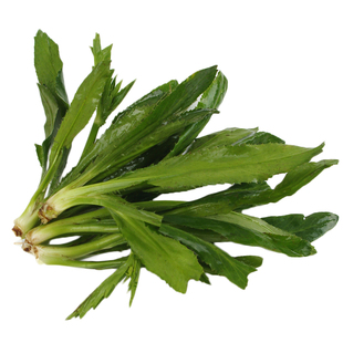 大芫荽种子山野大叶香菜种籽刺芹菜刺芫荽种孑蔬菜菜籽种大全四季