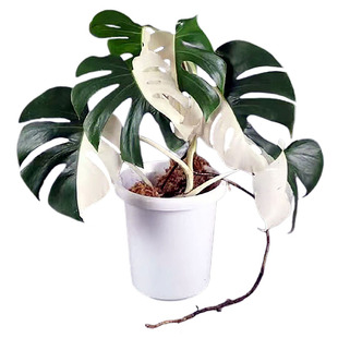 包邮日本白锦龟背竹客厅绿植室内植物大叶植物藤蔓类植物黄龟白龟