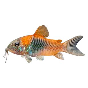 委内瑞拉青鼠鱼小型老鼠热带观赏鱼淡水三间鼠蓝鼠黑金红头委青鼠