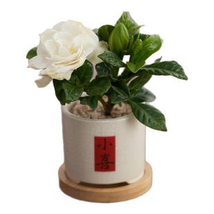 栀子花铁海棠小盆栽花卉绿植办公室内开花盆景四季好养植物摆件