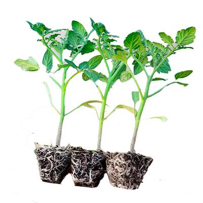 高产黄瀑布超甜黄圣女果苗