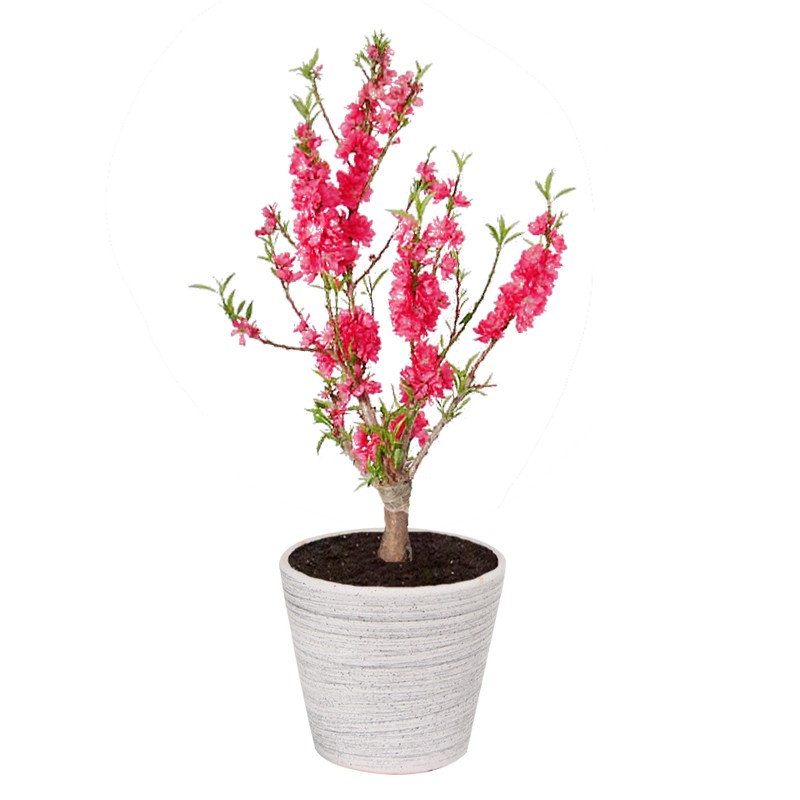 桃花树盆栽室内客厅庭院种植植物寿星桃树苗耐寒耐热观赏花卉好养