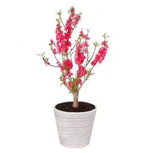 桃花树盆栽室内客厅庭院种植植物寿星桃树苗耐寒耐热观赏花卉好养