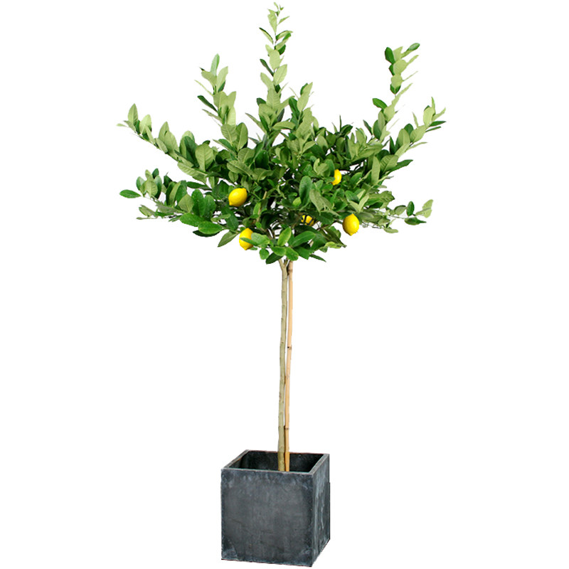 香水柠檬树盆栽花卉绿植大型室内外庭院高杆植物 杭州同城配送