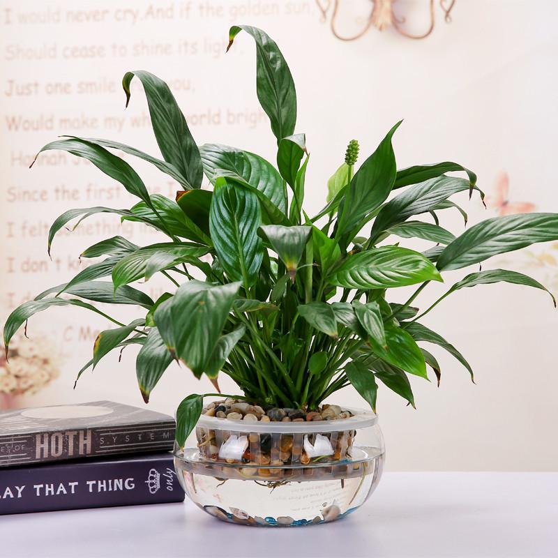 圆形玻璃鱼缸透明椭圆形球形乌龟缸家用桌面圆缸客厅迷你小型鼓缸