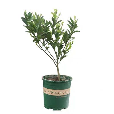 长寿沙田柚子苗 嫁接柚子果树苗 盆栽地栽蜜柚子果树苗当年结果