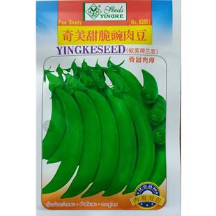 奇美甜脆豌豆种子专门吃壳厚肉甜豆菜豆荷兰豆种籽秋冬季蔬菜种孑