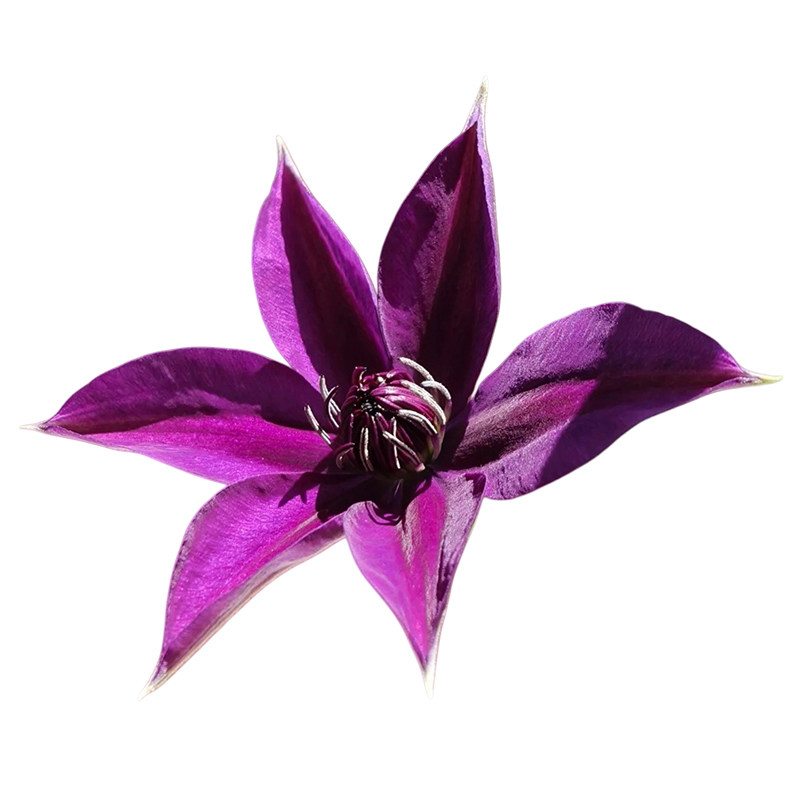 景福春铁线莲马萨藤本爬藤花庭院阳台拱门多季花皮实耐热易活花苗