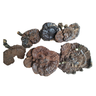 深山野生灵芝整枝林芝野生不苦紫灵芝250g黑灵芝可切片紫芝灵芝茶