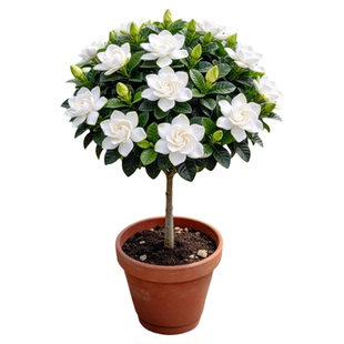 棒棒糖栀子花盆栽花卉老桩四季绿植花苗阳台独杆大叶开花植物树苗