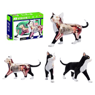 4D MASTER拼装玩具仿真动物生物鲨鱼猫器官骨骼解剖教学医学模型