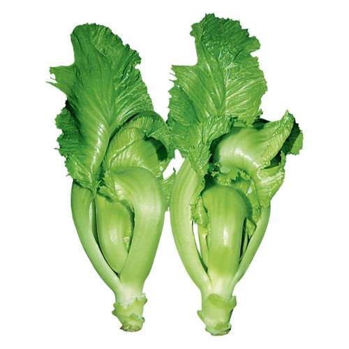 水东芥菜卷心大芥菜种子蔬菜四季播春菜种籽种孑秋冬季蔬菜种子