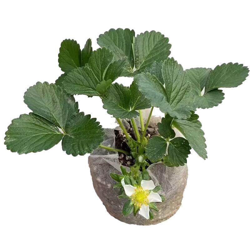 草莓苗精品大苗带土带花南北方地栽露天阳台种植奶油四季黑白草莓