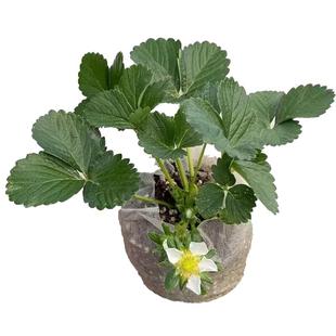 草莓苗精品大苗带土带花南北方地栽露天阳台种植奶油四季黑白草莓