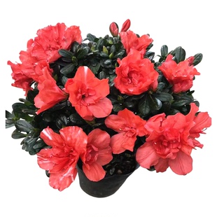 杜鹃花盆栽带花苞木本庭院开花花卉阳台窗台花园净化空气趣味绿植