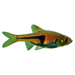 金三角灯热带鱼紫三角灯正三角灯鱼淡水鱼草缸中小型鱼群游灯科鱼