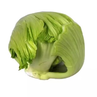 广东包心芥菜种子大肉芥菜球芥种籽腌制酸菜秋冬季播大田蔬菜种孑