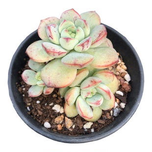 香草比斯一物一拍群生丸叶单多头群生老桩锦化多肉植物大棚