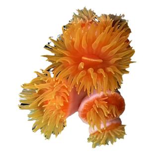 【鱼乐生活】炮仗花珊瑚海缸NPS太阳花红色活体软体易养耐活新手