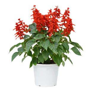 正宗矮一串红种子花卉炮仗红花籽花期长室外庭院易种易活耐寒种孑