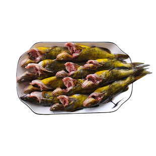 嘎牙子鱼黄颡鱼东北自然生长淡水鱼鱼鲜活速冻新鲜食用昂刺鱼杂鱼