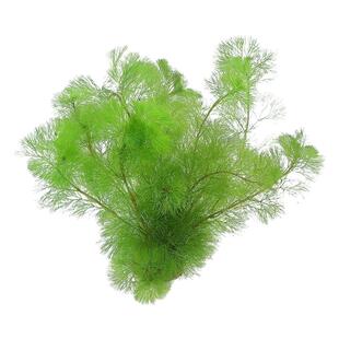艾伦的水草造景绿菊真水草新手好养中后景坨草水下叶水草鱼缸