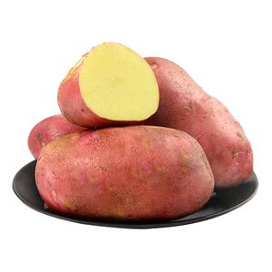 云南红皮大土豆鹅蛋大新鲜高原黄心洋芋农家自种蔬菜马铃薯种子