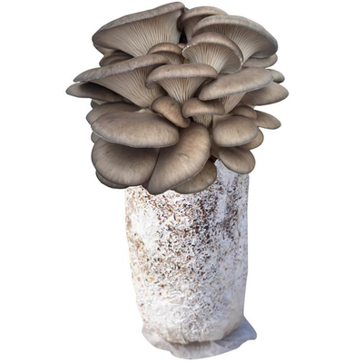 蘑菇种植包可食用家庭自种大菌包