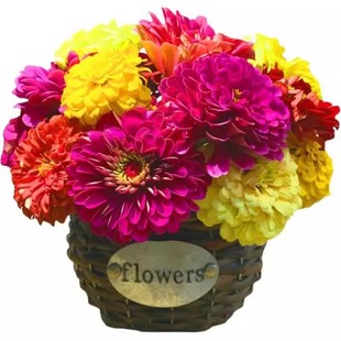 野花组合花种子室外庭院多年生四季播种开花不断耐寒矮生格桑花籽