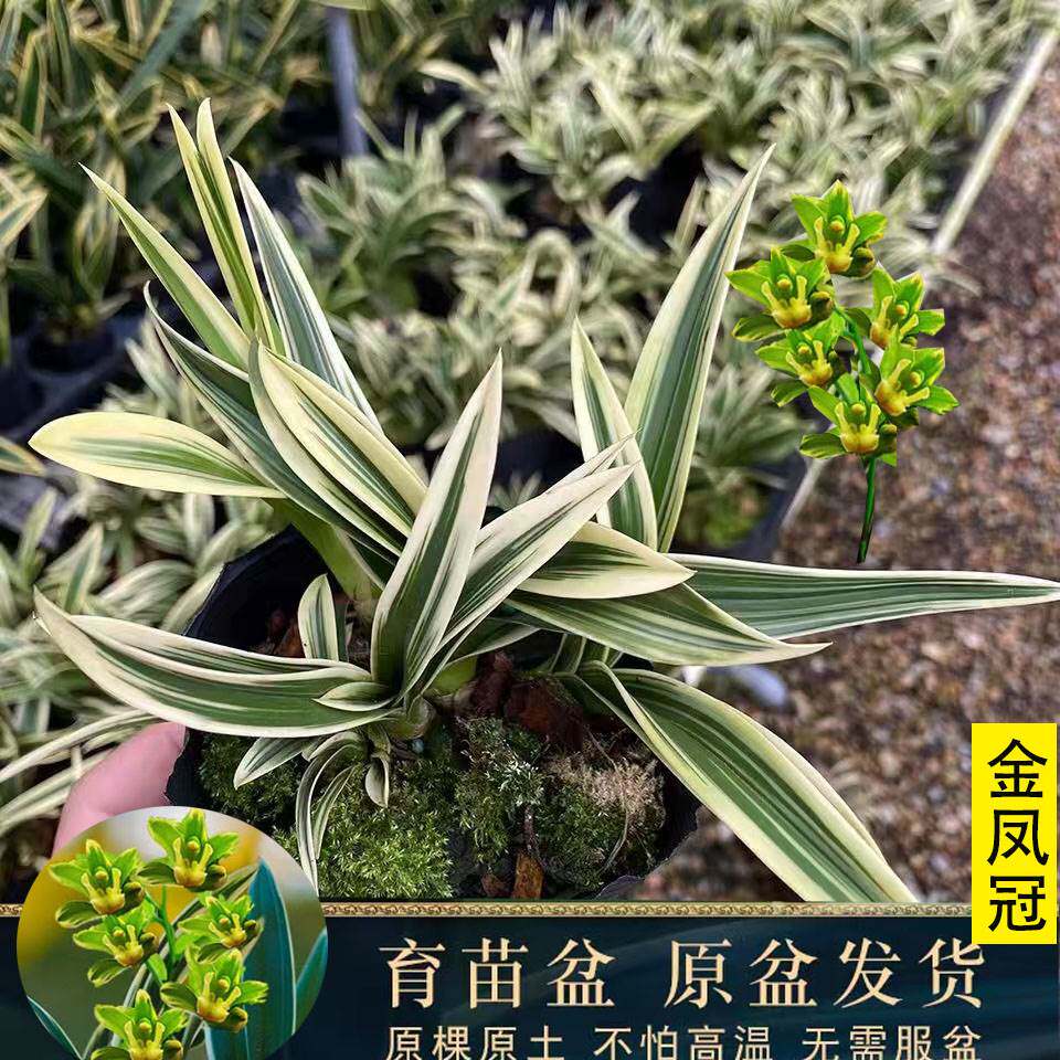 兰花金边矮种 金凤冠 精品四季兰花 建兰名品 圆尾艺兰花卉草