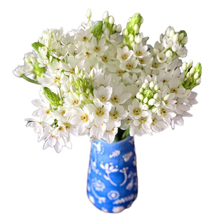 圣心百合种球天鹅绒虎眼万年青伯利恒之星浓香型种子四季花卉球根