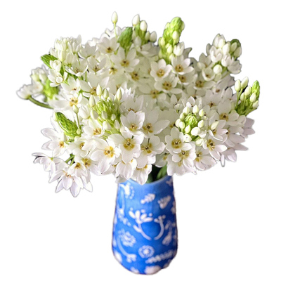 圣心百合种球天鹅绒耐寒四季花卉