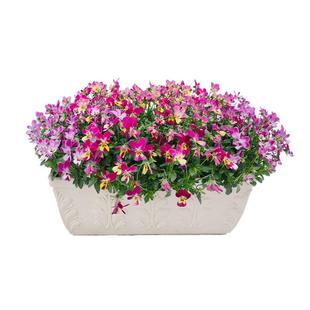 海蒂的花园旗舰店角堇花苗带花盆栽庭院阳台花卉绿植冬季开花植物