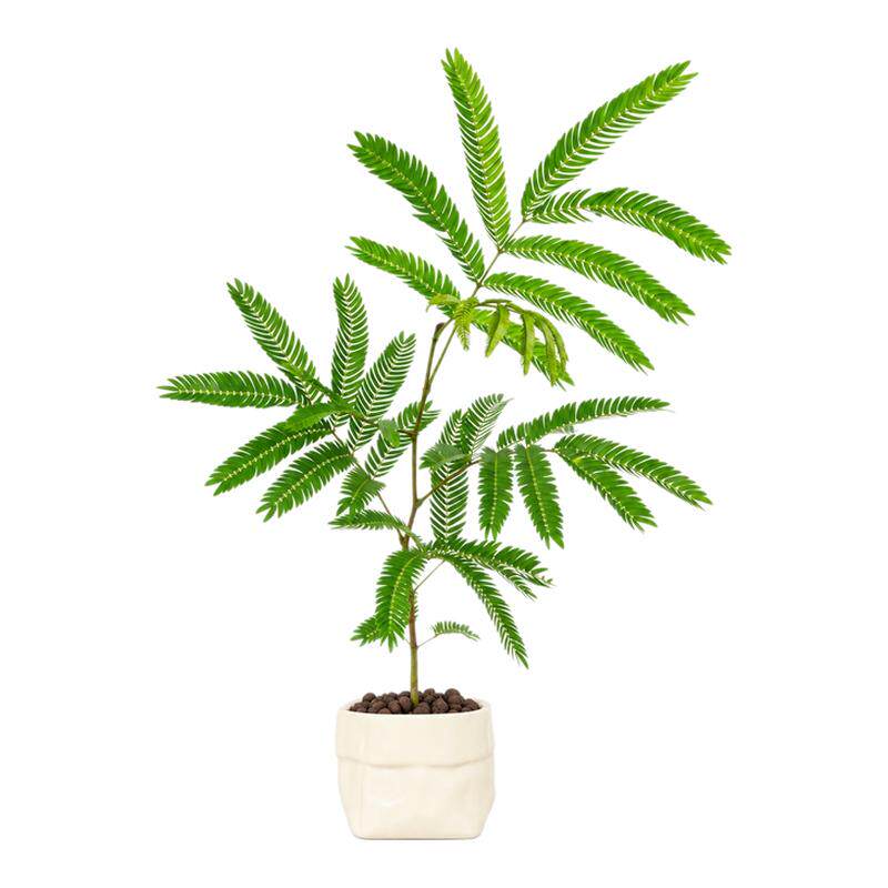 密叶猴耳环软装绿植盆栽 客厅桌面造型植株 书房趣味观赏摆件