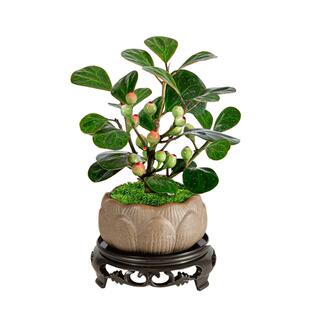 小盼菩提盆栽菩提树盆景带果树苗花盆老桩水培大颗原盆大号送苔藓