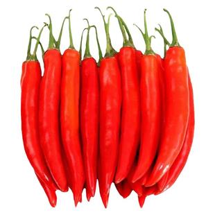 正宗摘不败美人椒苗子大树红尖椒红辣椒苗子特香辣四季盆栽菜种苗