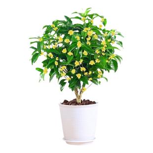 桂花树苗花卉盆栽金桂绿植室外四季桂花室内客厅阳台庭院开花盆景