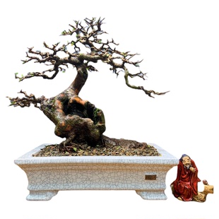 老桩小叶榔榆怪桩矮霸榆树老桩坨坨一物一拍榆树盆景种好带盆包邮