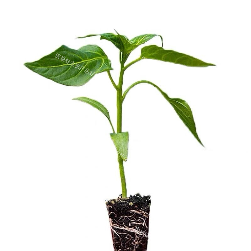 广东薄皮椒苗微辣菜椒秧苗泡椒苗青皮椒苗各种辣椒苗四季蔬菜苗秧
