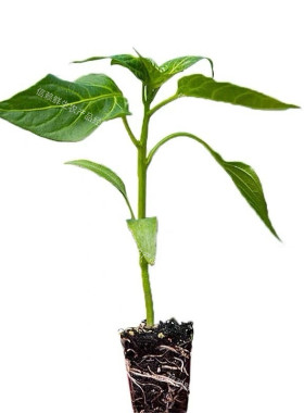 广东薄皮椒苗微辣菜椒秧苗泡椒苗青皮椒苗各种辣椒苗四季蔬菜苗秧