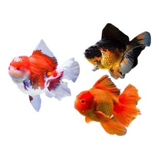 泰狮金鱼活鱼兰寿百褶泰狮观赏鱼好养耐活淡水冷水苗金鱼草金鱼苗