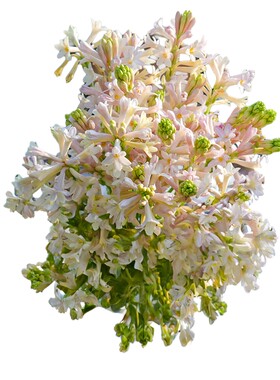 海蒂的花园晚香玉露台花卉植物