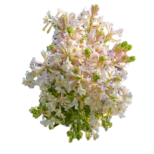 海蒂的花园 晚香玉夜来香月下香庭院露台室外阳台花卉植物盆栽苗