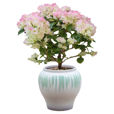 三角梅盆家用复古陶瓷大口径花盆