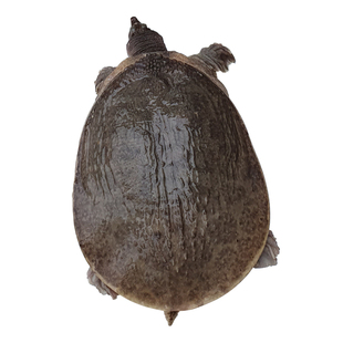 珍珠鳖大甲鱼外塘10斤食用巨型特大活体活物水鱼鲜活生态甲鱼食材